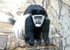 動物図鑑・クロシロコロブスの写真 2